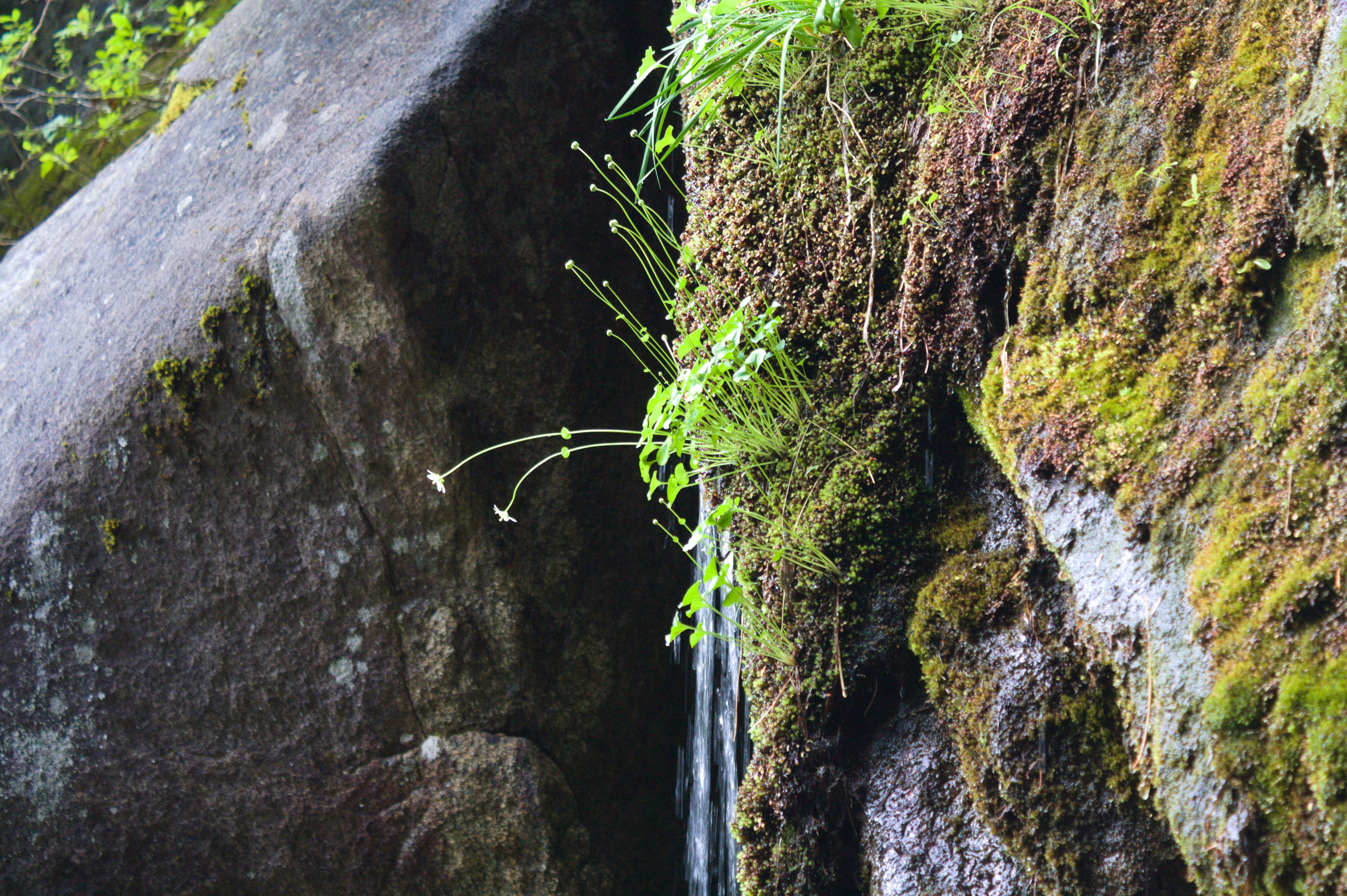 Sprout on wet rocks